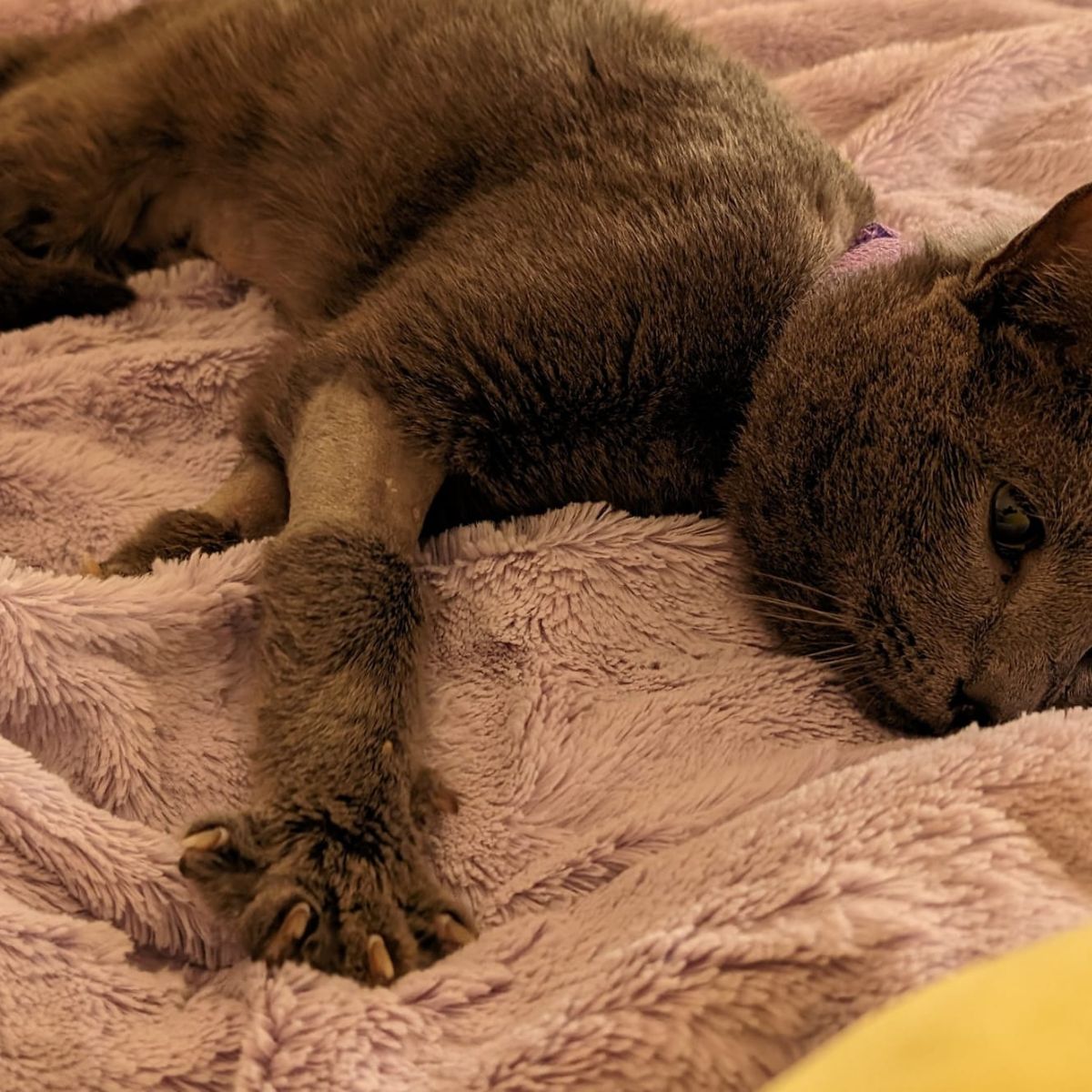 injured cat lying