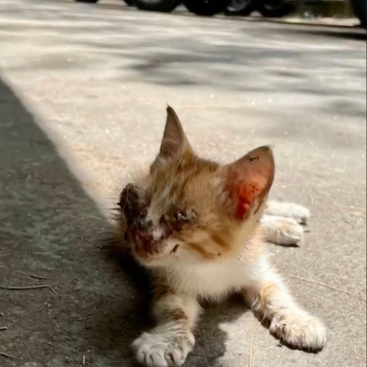 injured cat on the street