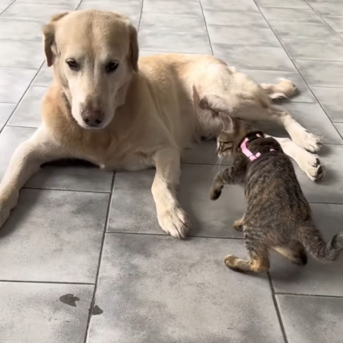 kitten and dog