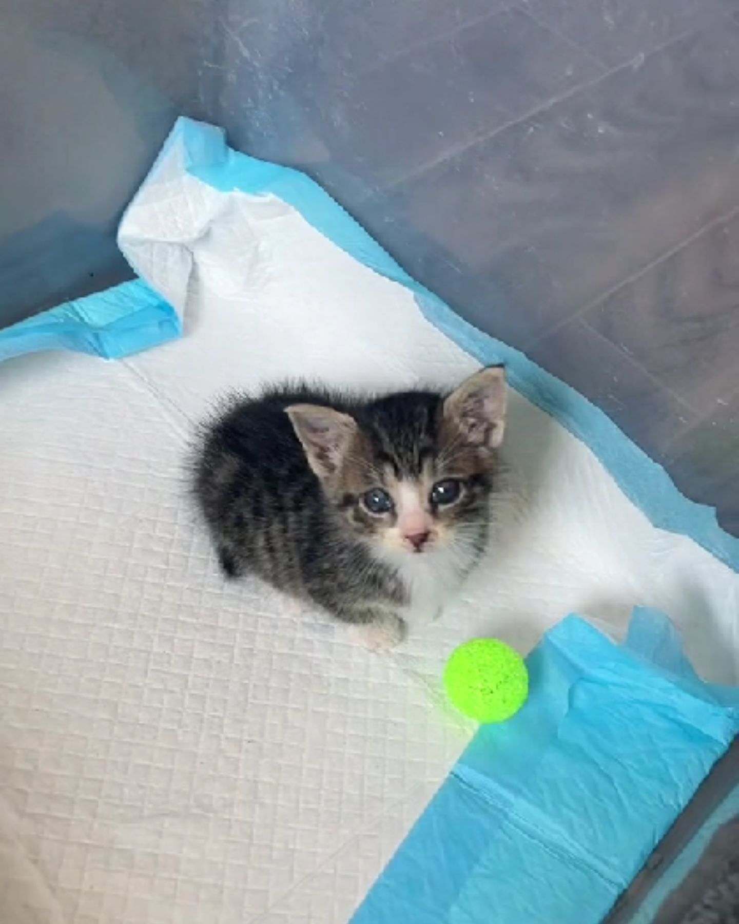 kitten and green ball