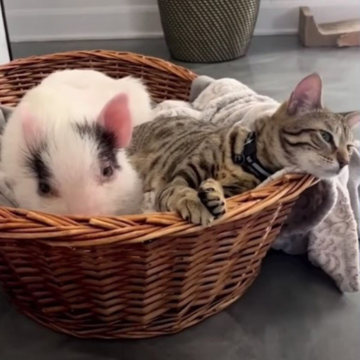 kitten and piglet lying in wooden basket