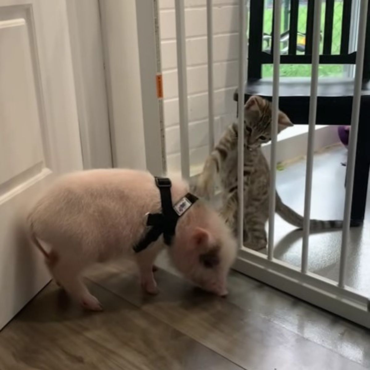 kitten and piglet on different sides of gate