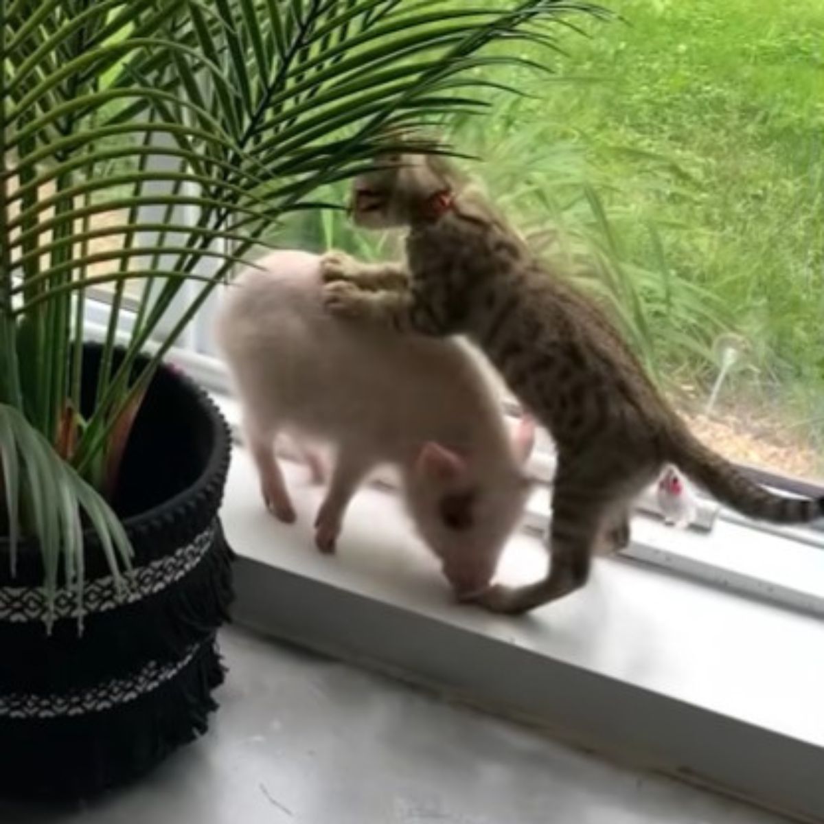 kitten and piglet playing by the window