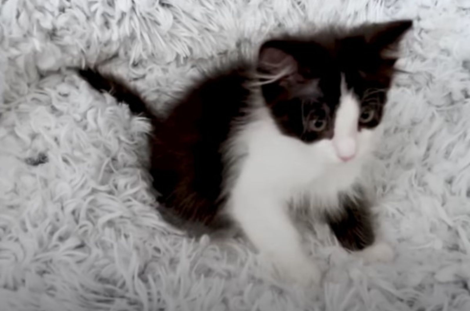 kitten and white rug