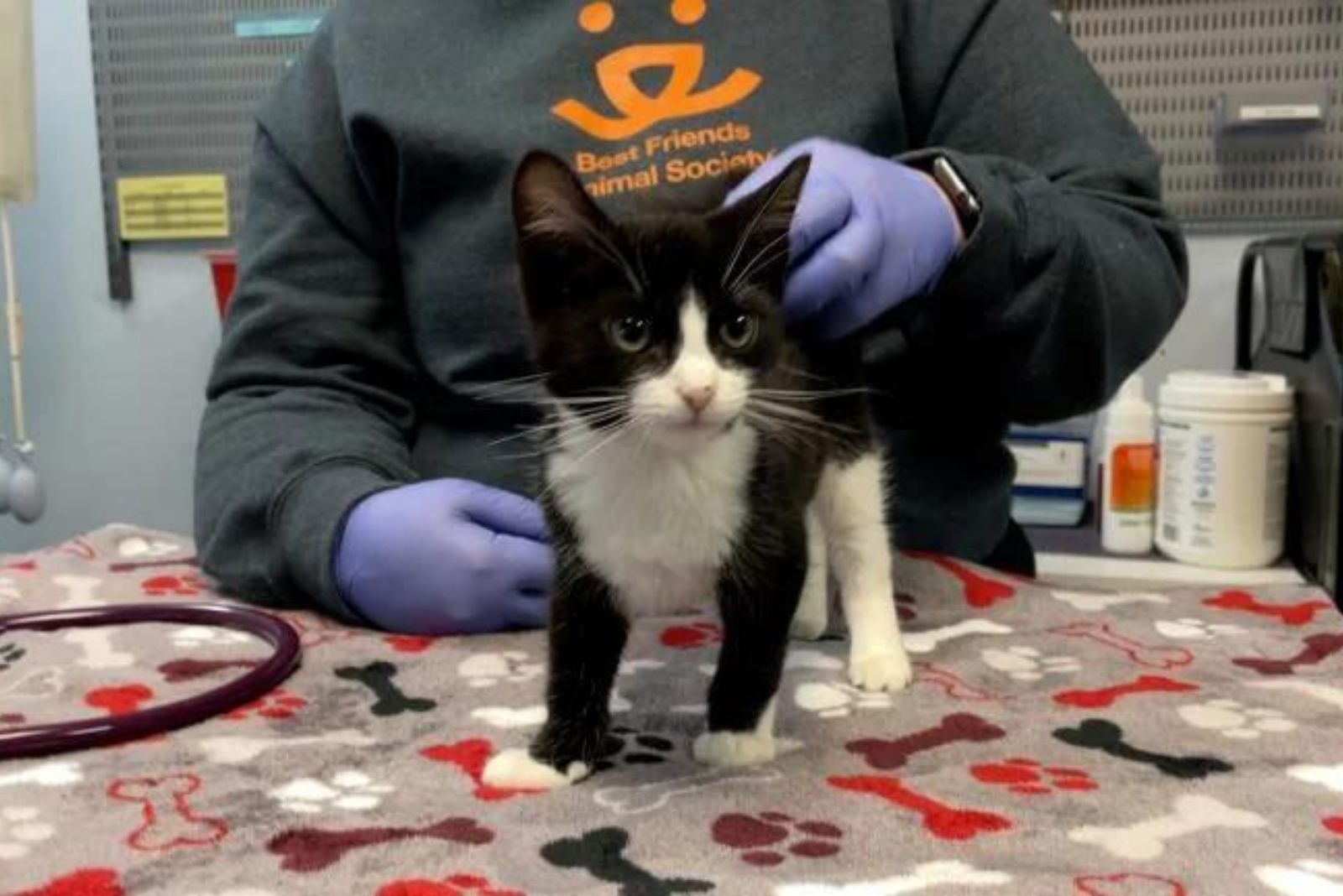 kitten at vet clinic