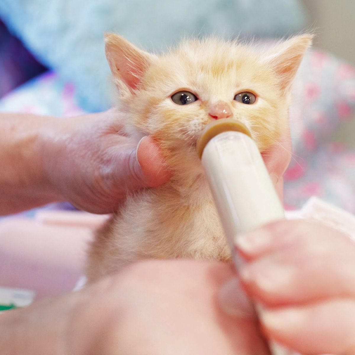 kitten being fed