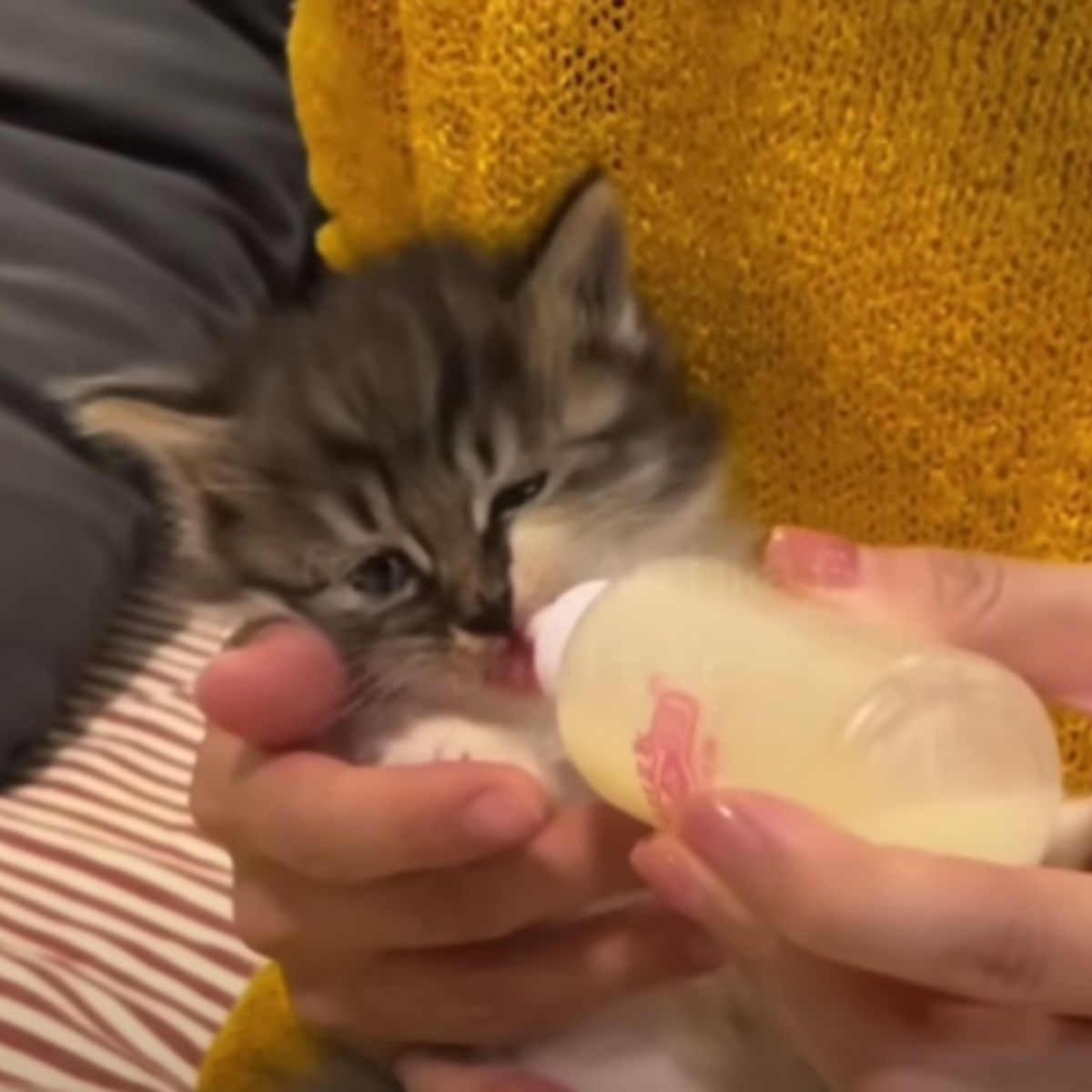 kitten drinking milk