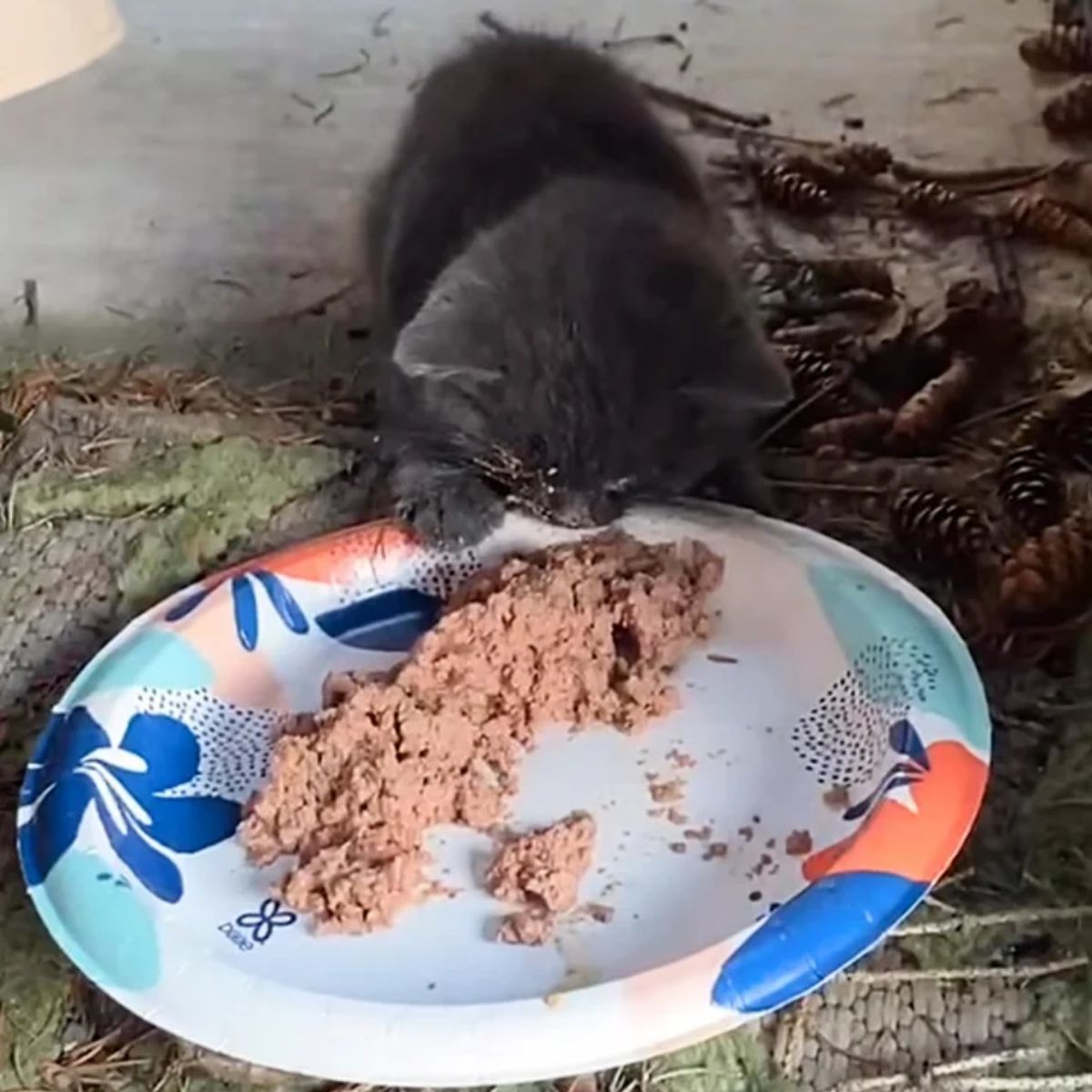 kitten eating