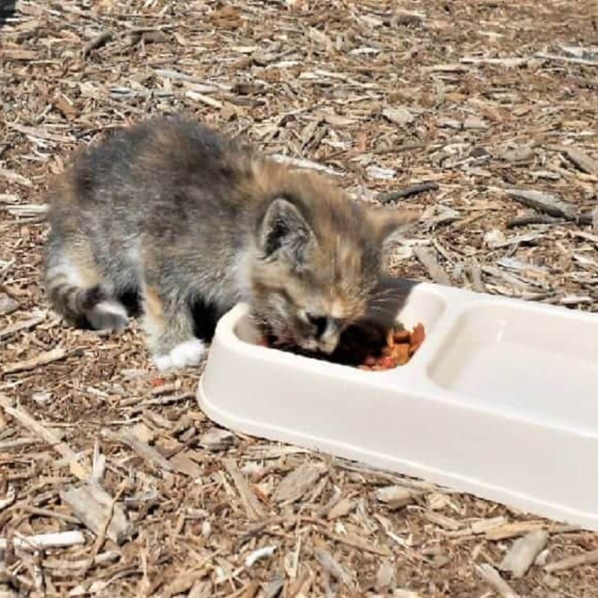 kitten eating in forest