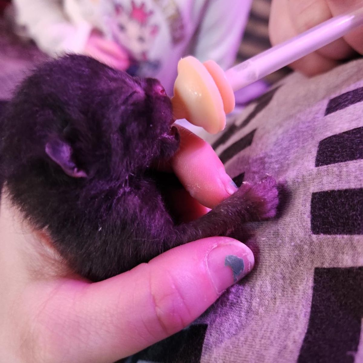 kitten fed by a tube