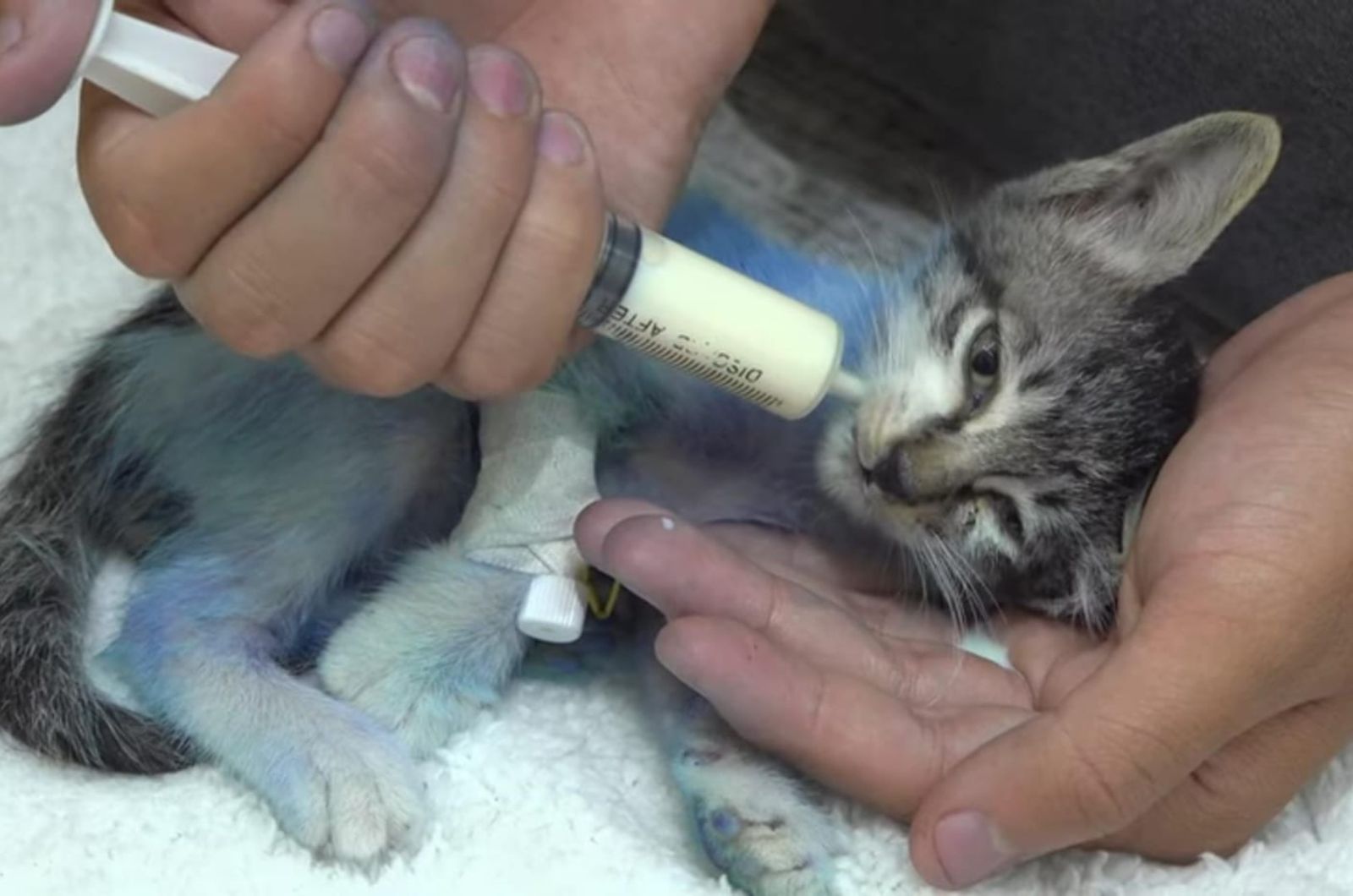 kitten getting fed