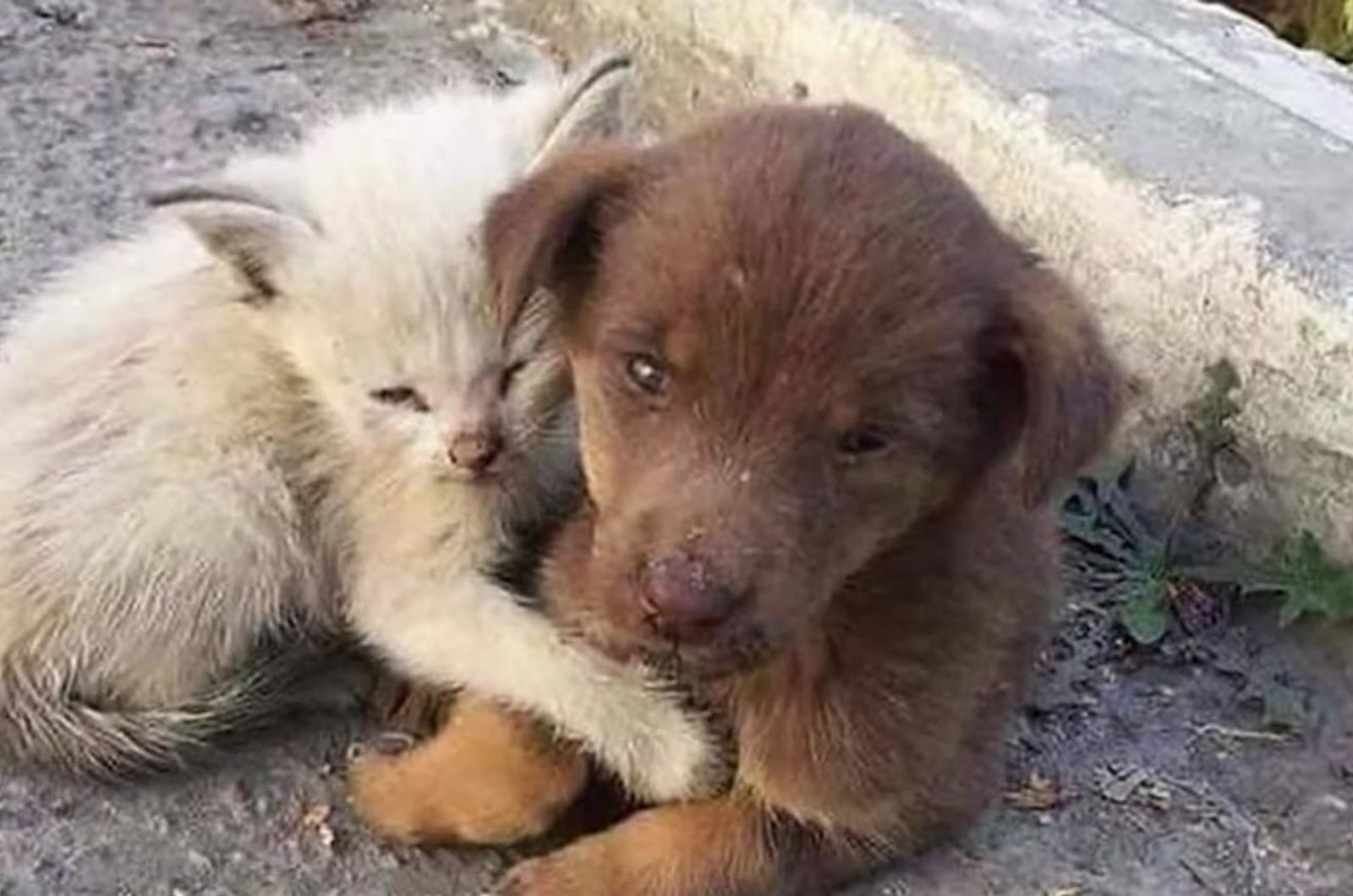 kitten hugging dog