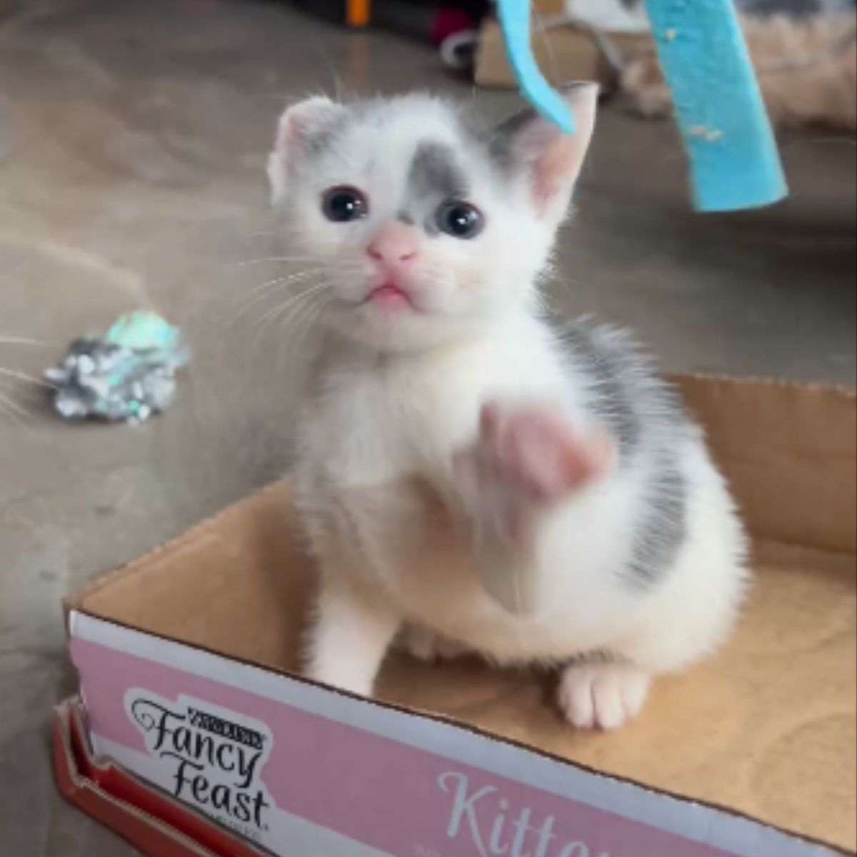 kitten in a box