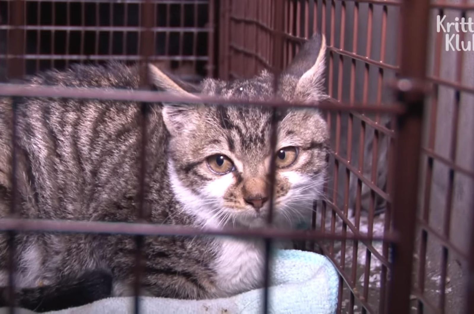 kitten in a kennel