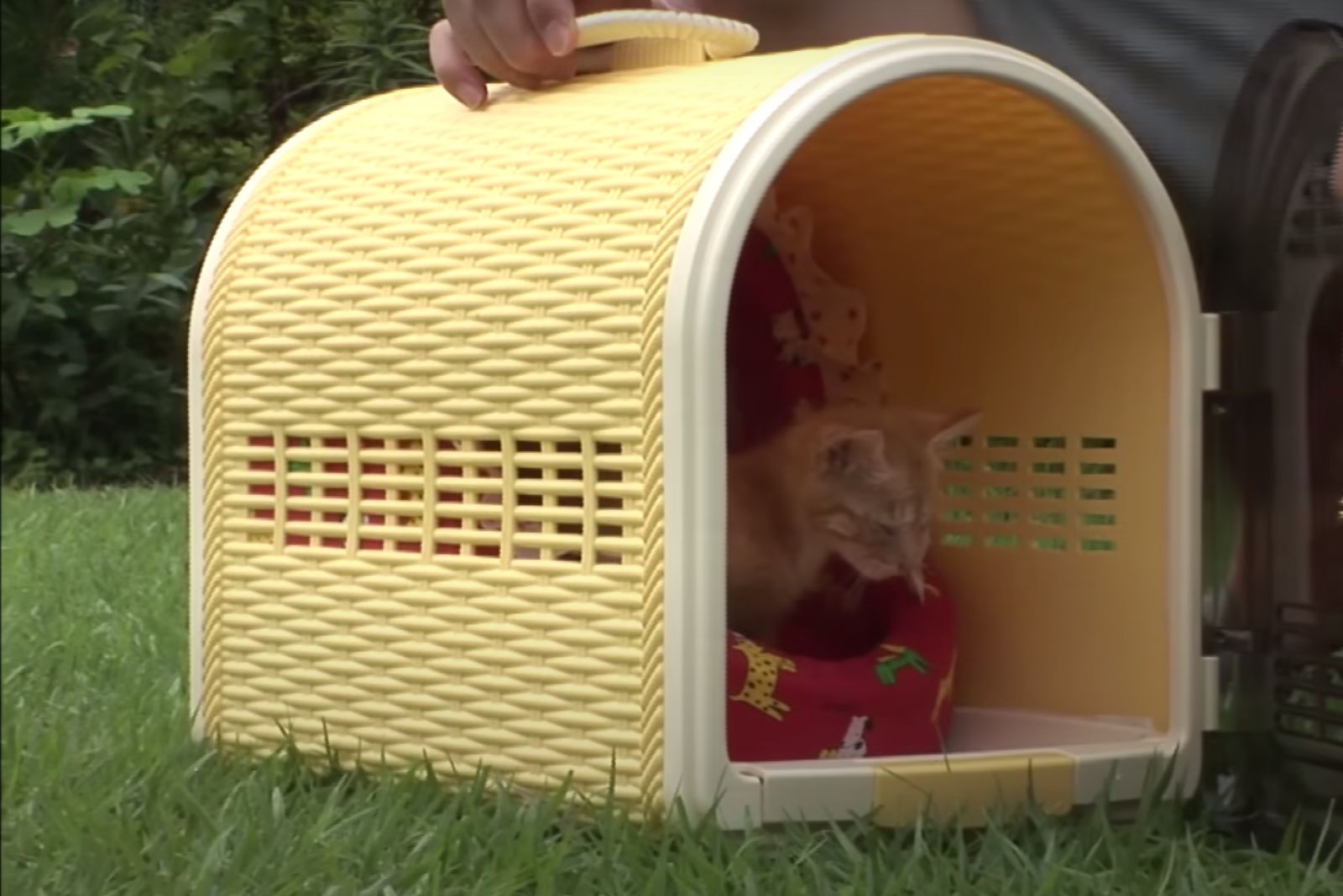 kitten in box going home