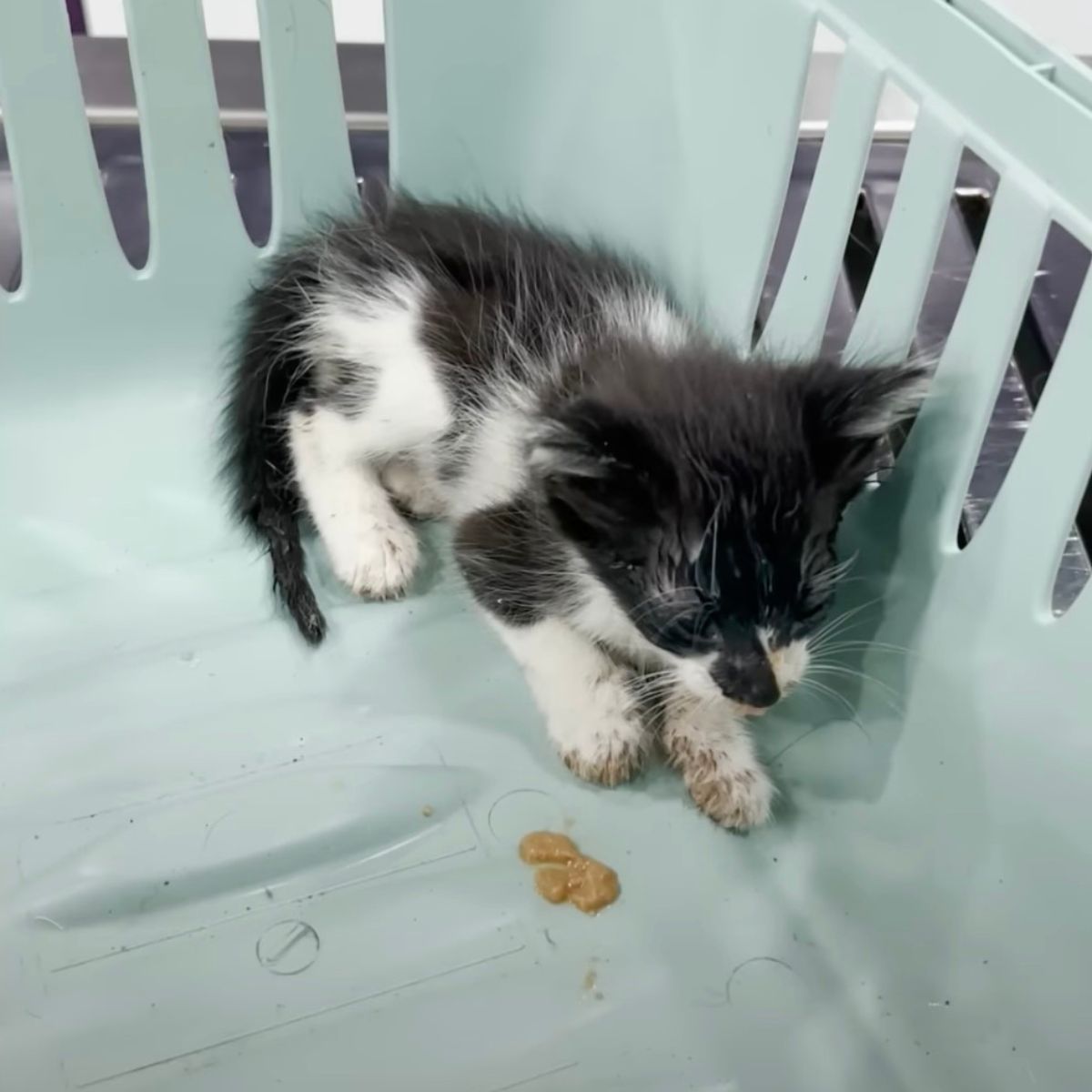 kitten in plastic basket