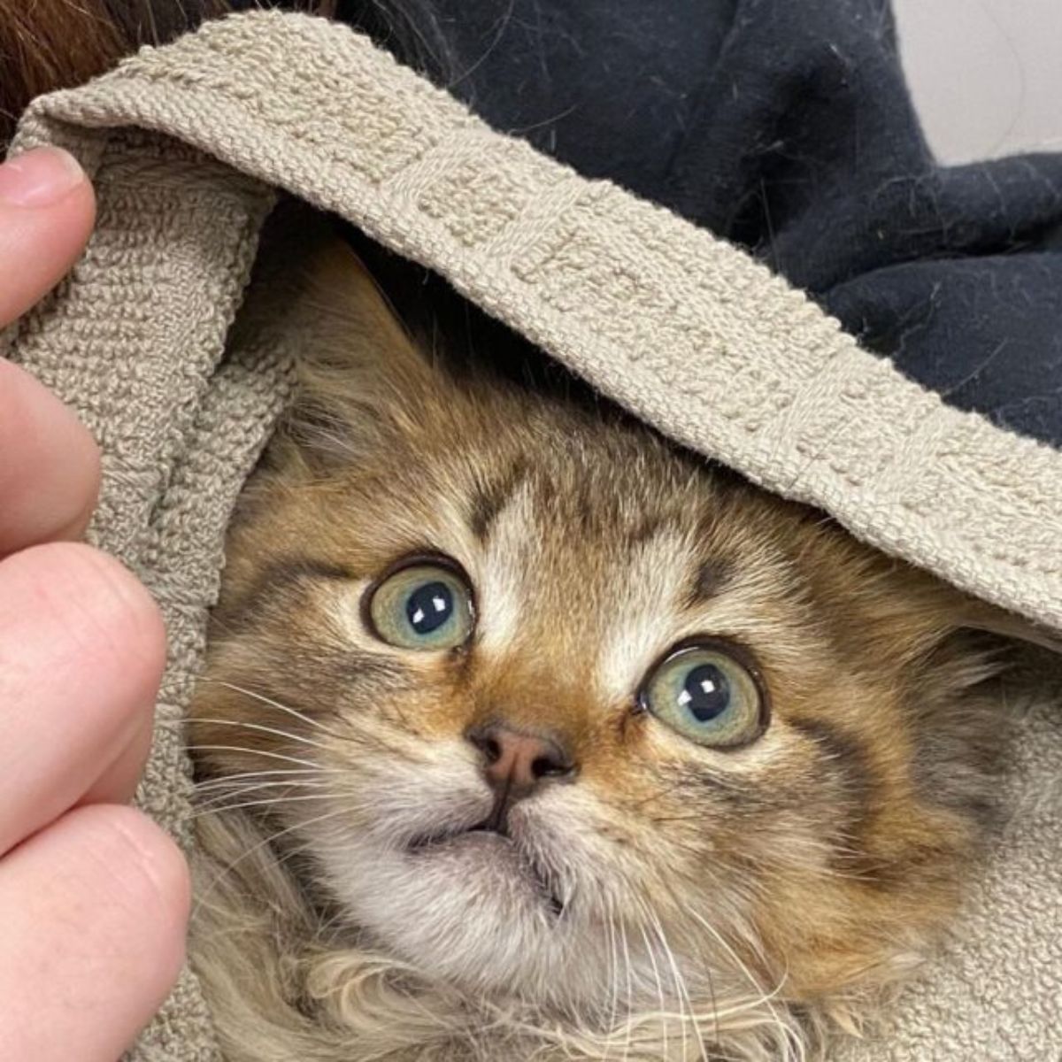 kitten in towel