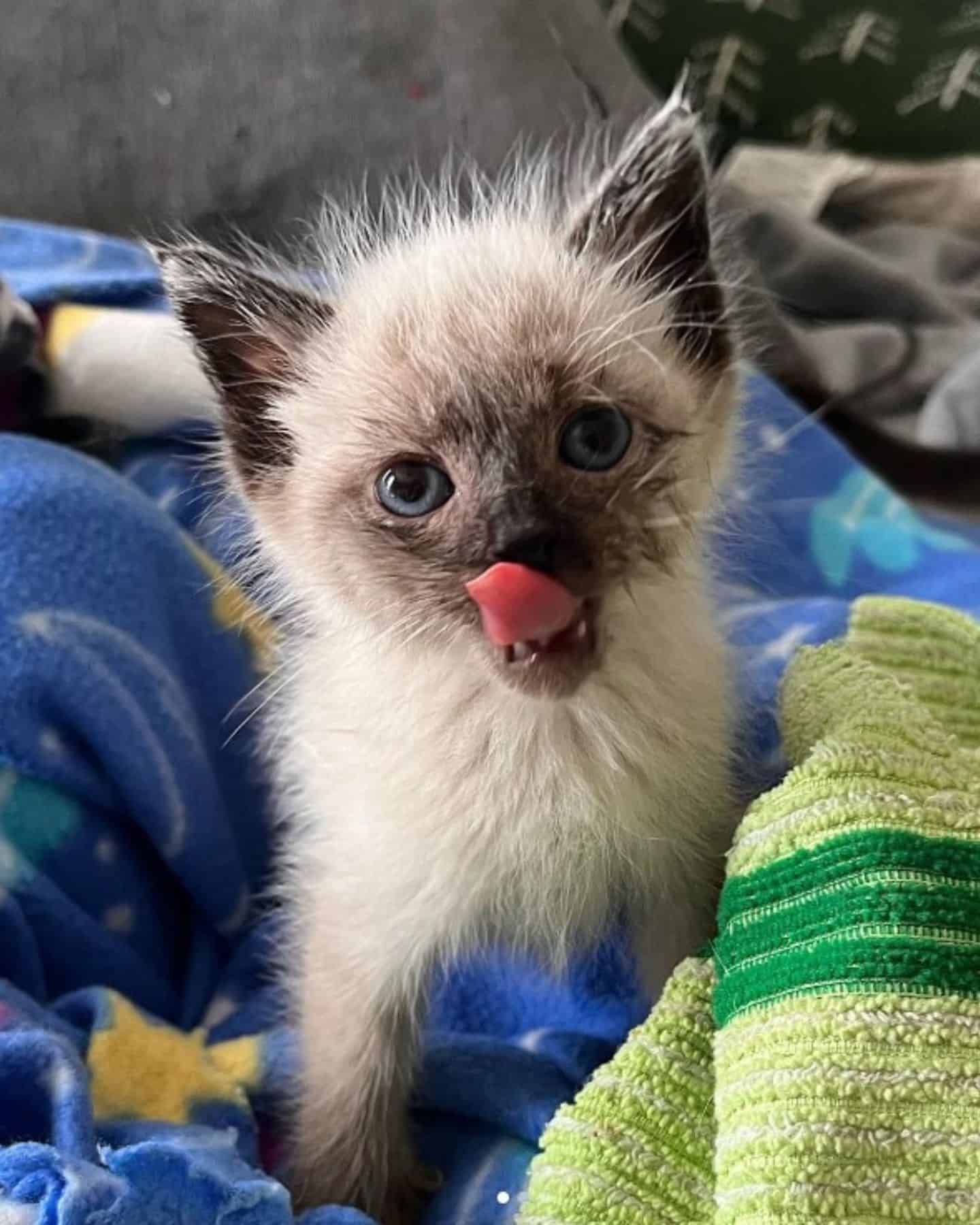 kitten licking