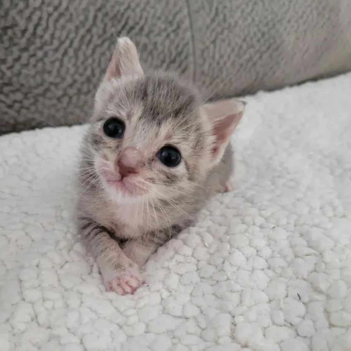 kitten lies on a white blanket and looks at the camera