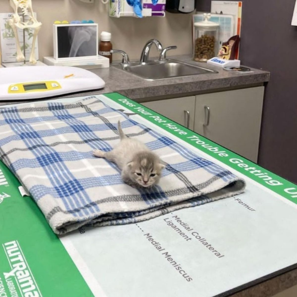 kitten lying on a towel