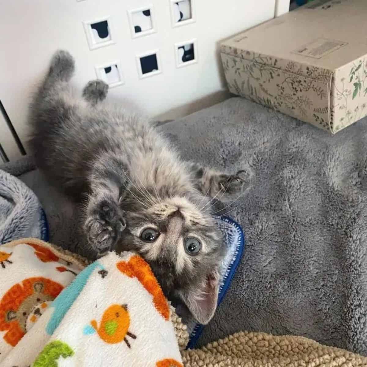 kitten lying on its back