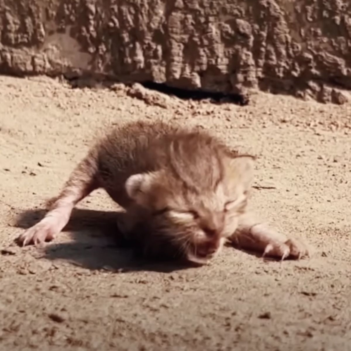 kitten lying on the ground