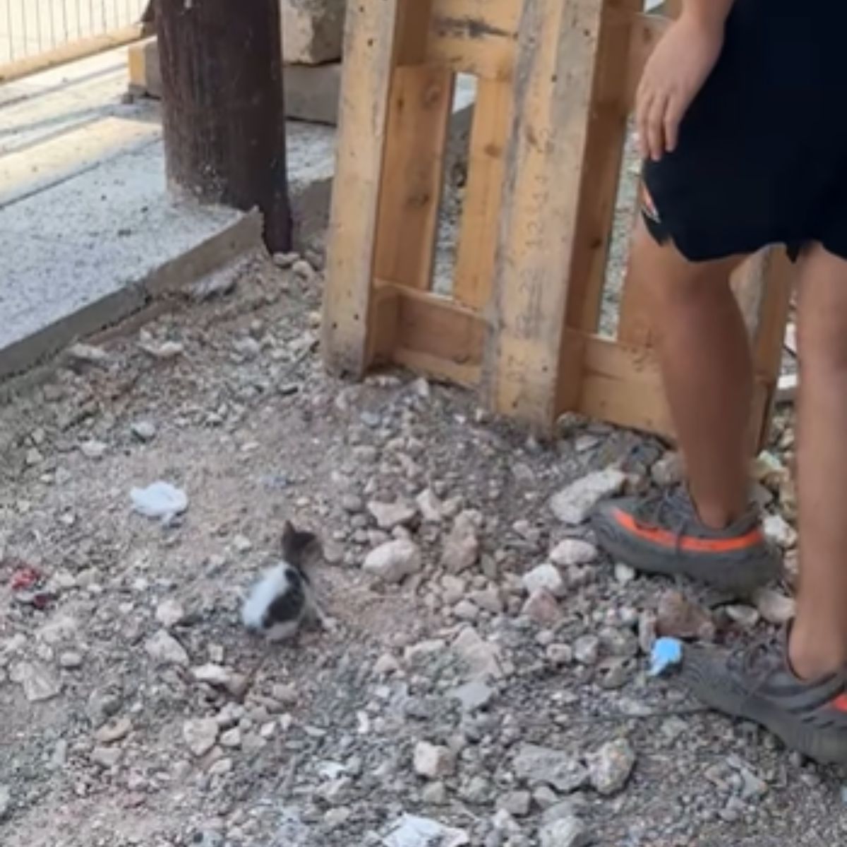 kitten on construction site