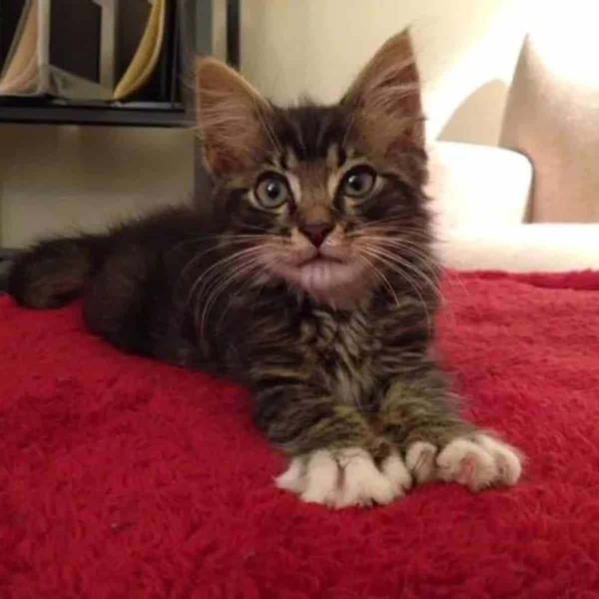 kitten on red blanket