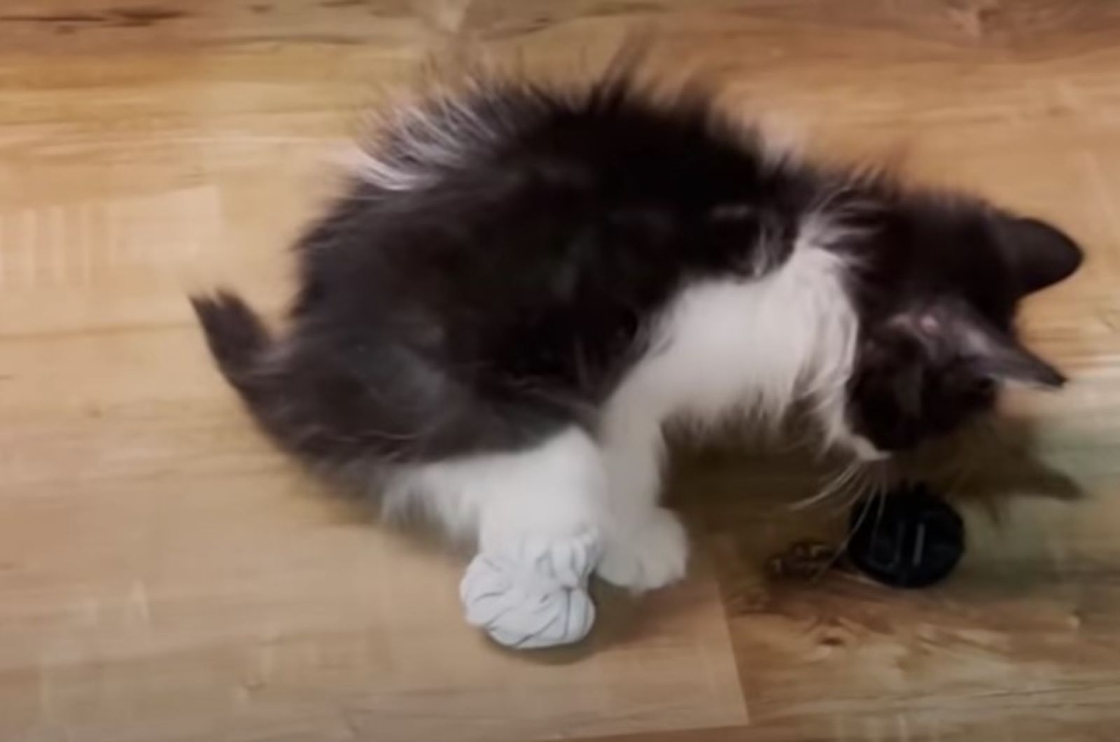 kitten on wooden floor