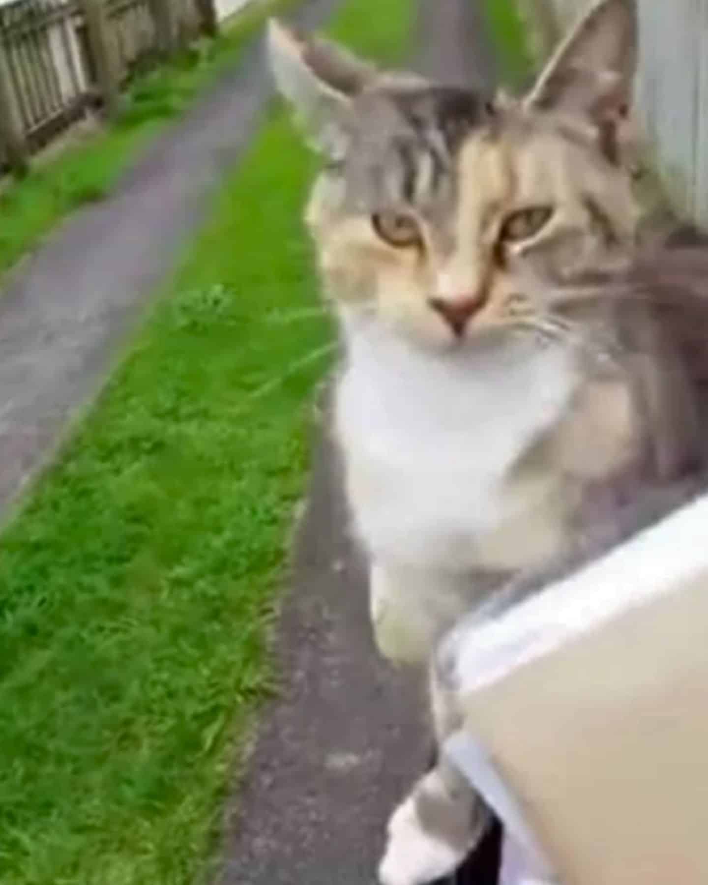 kitten outdoor waiting fro mailman