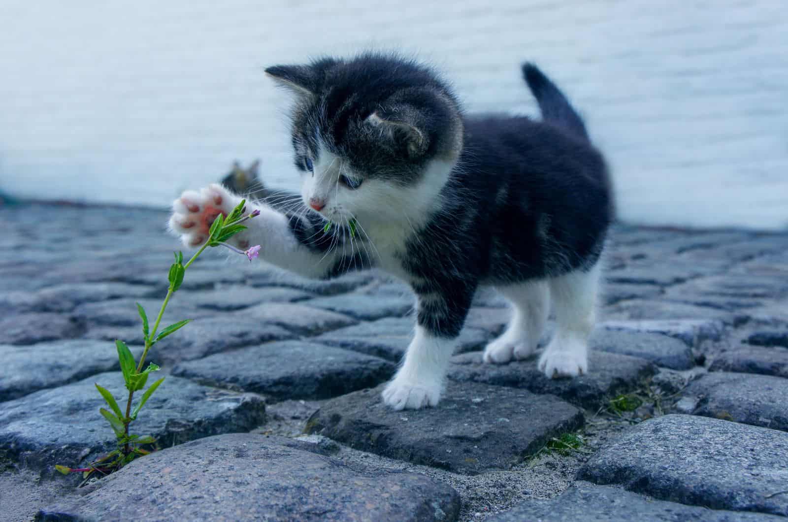 kitten playing with flower