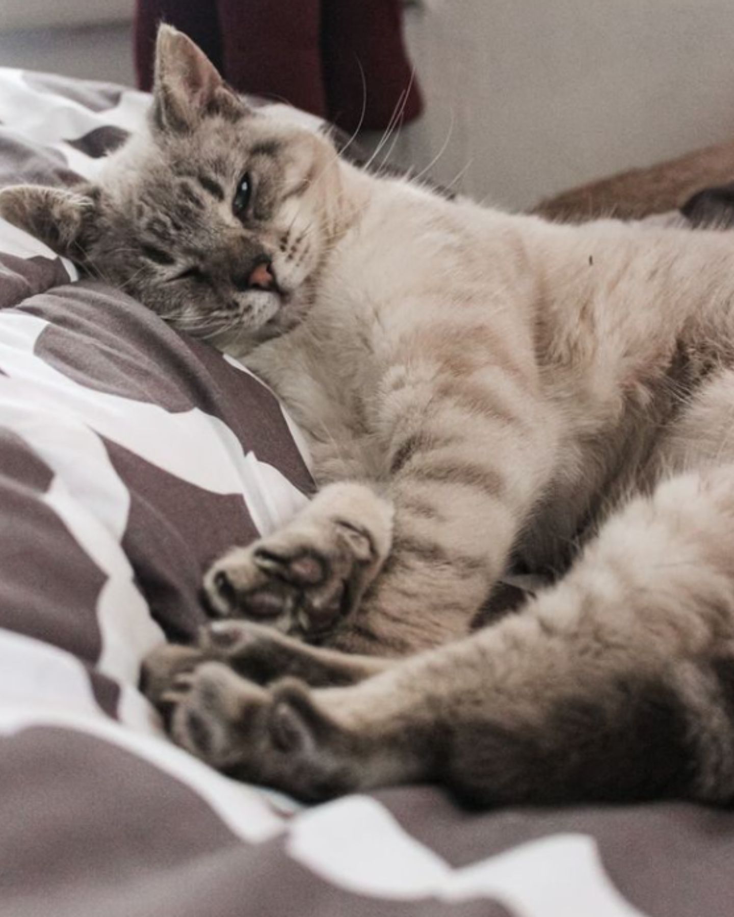 kitten resting on the bed