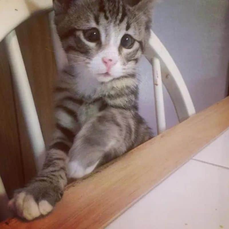 kitten sitting at a table