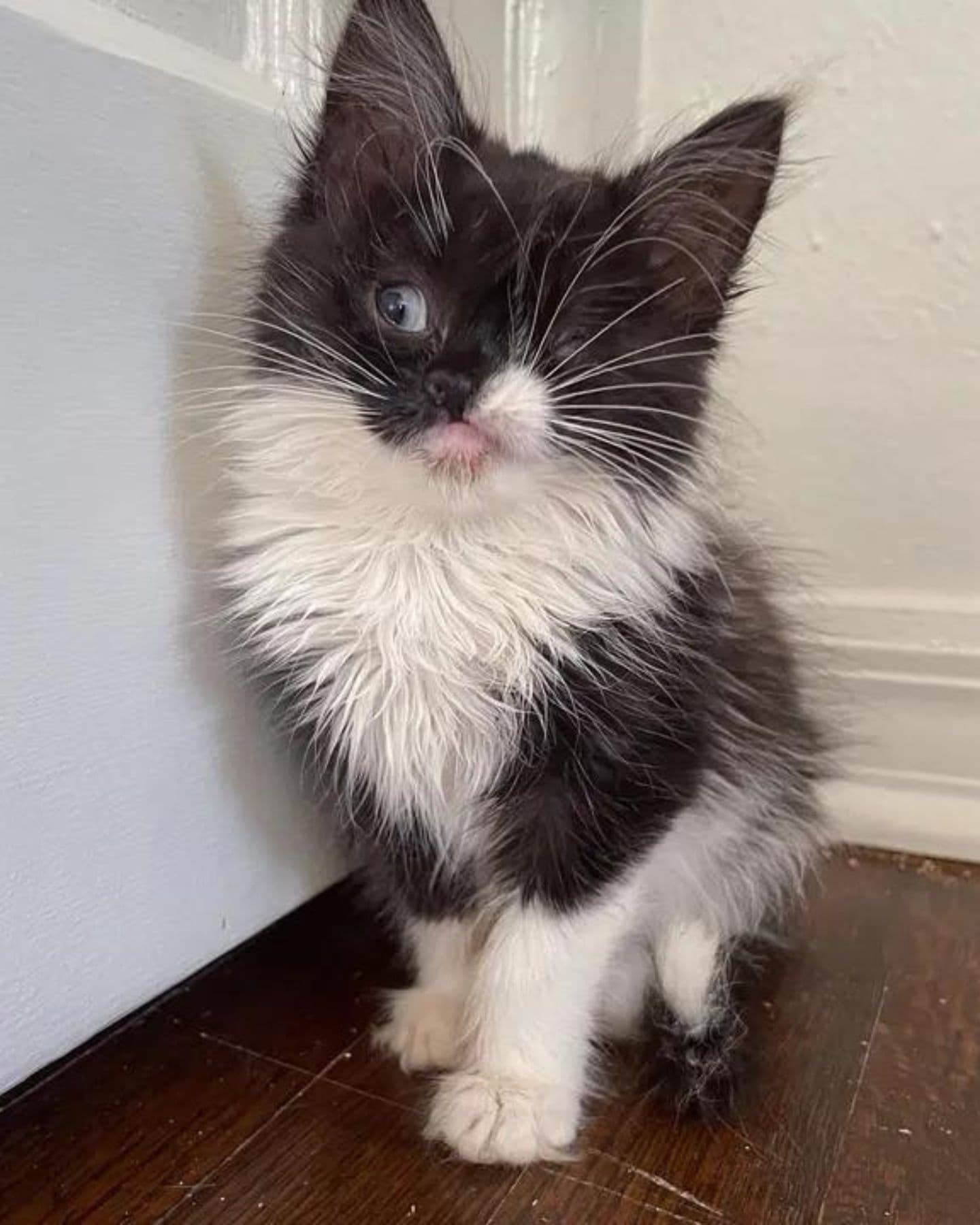 kitten sitting in the corner