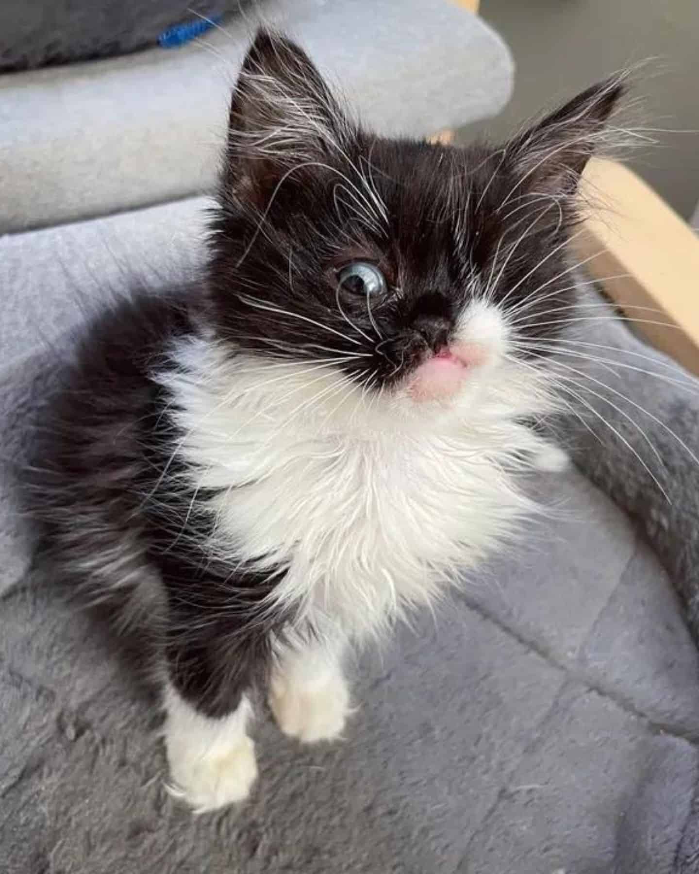 kitten sitting on a bed