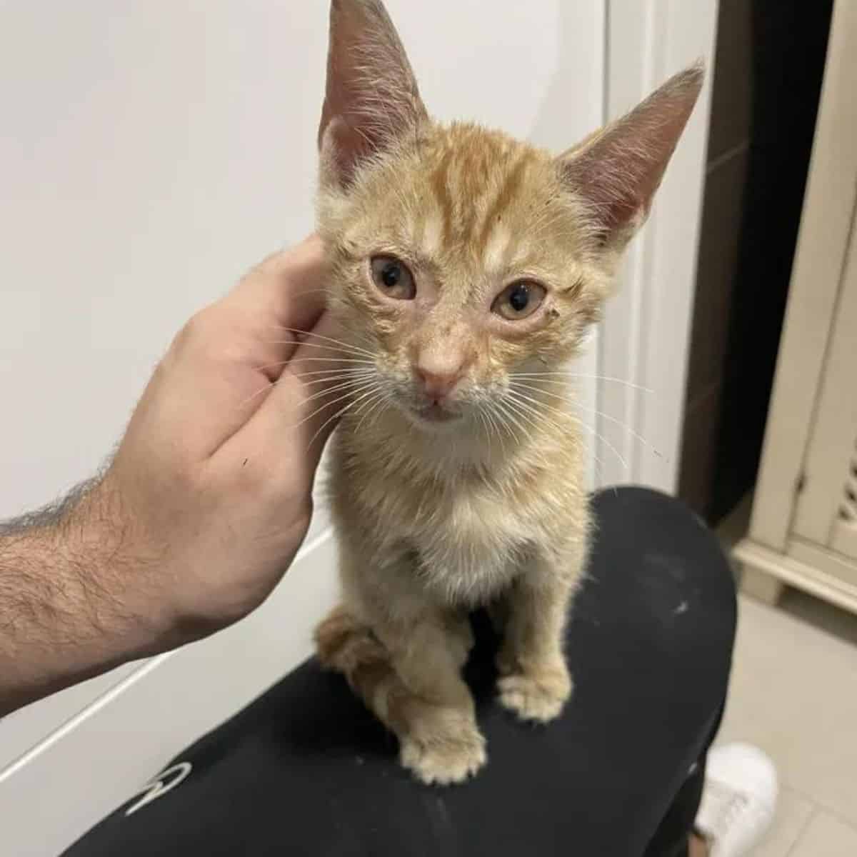 kitten sitting on a man's leg