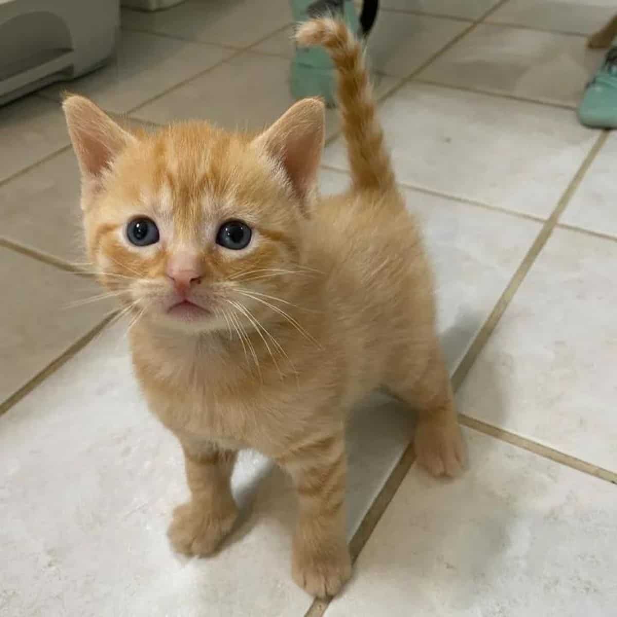 kitten standing on white tile