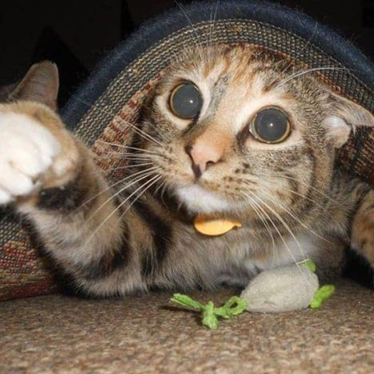 kitten under carpet