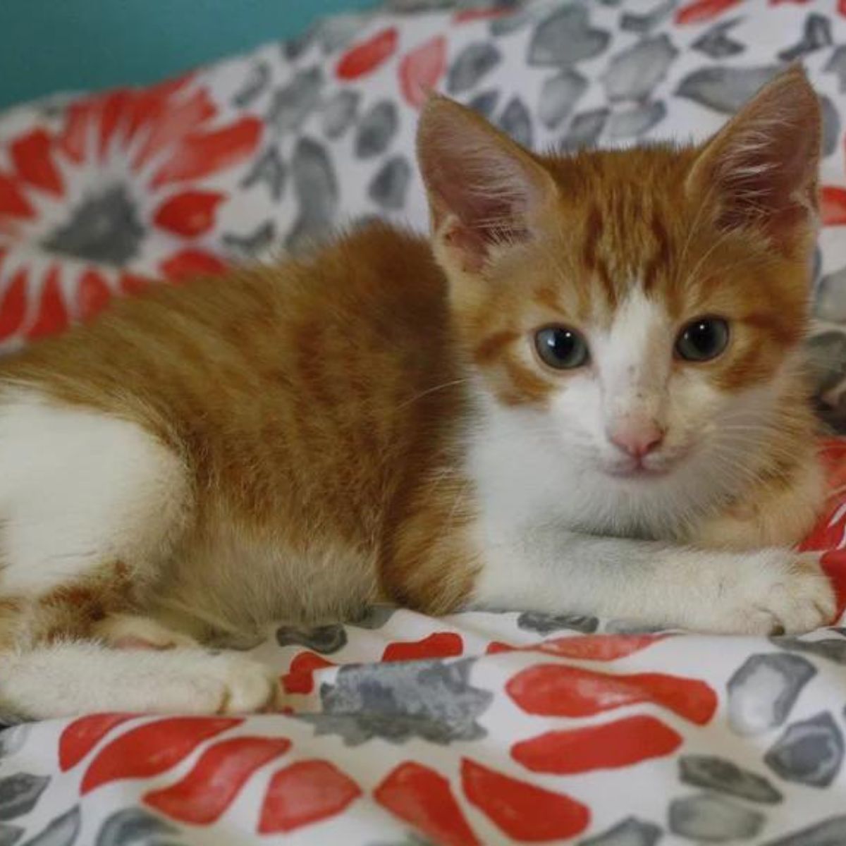 kitten with blue eyes laying on a bed