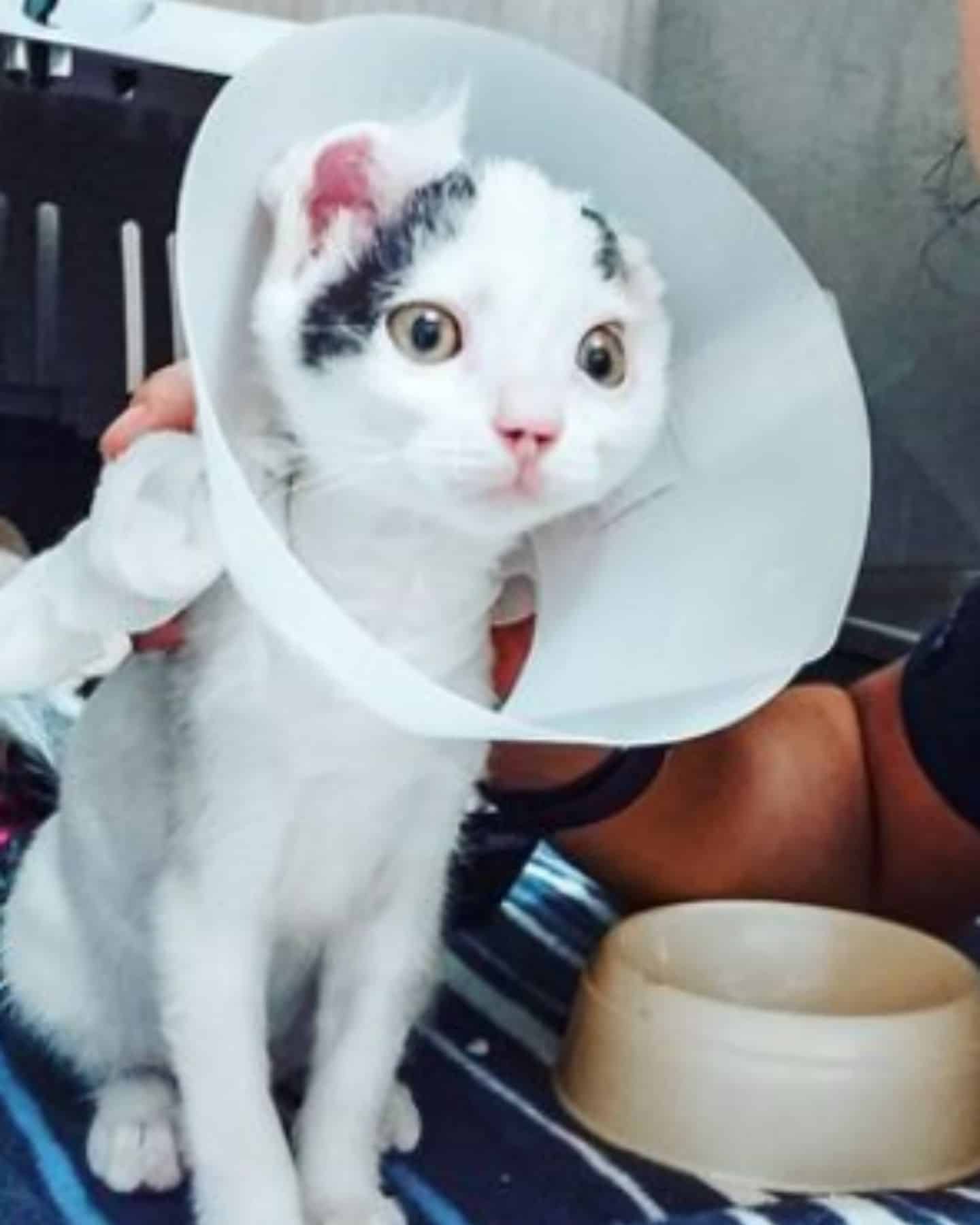 kitten with collar