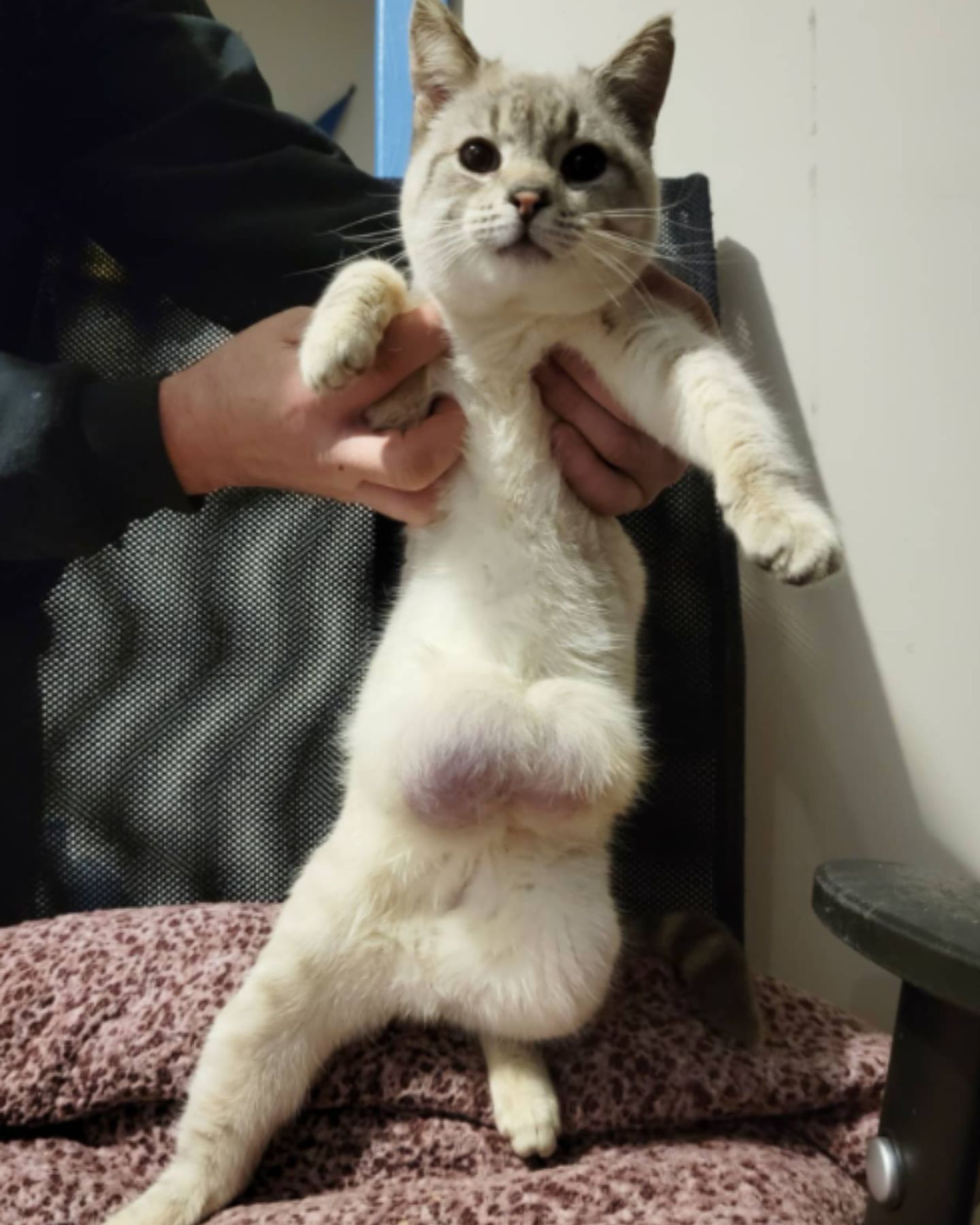 kitten with hernia