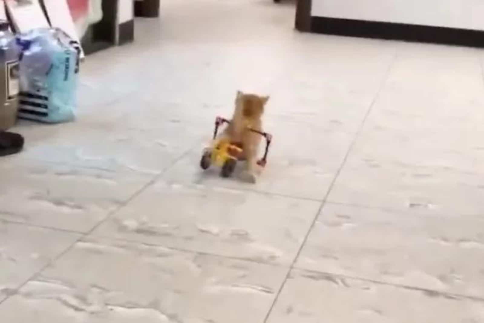 kitten with wheels walking around