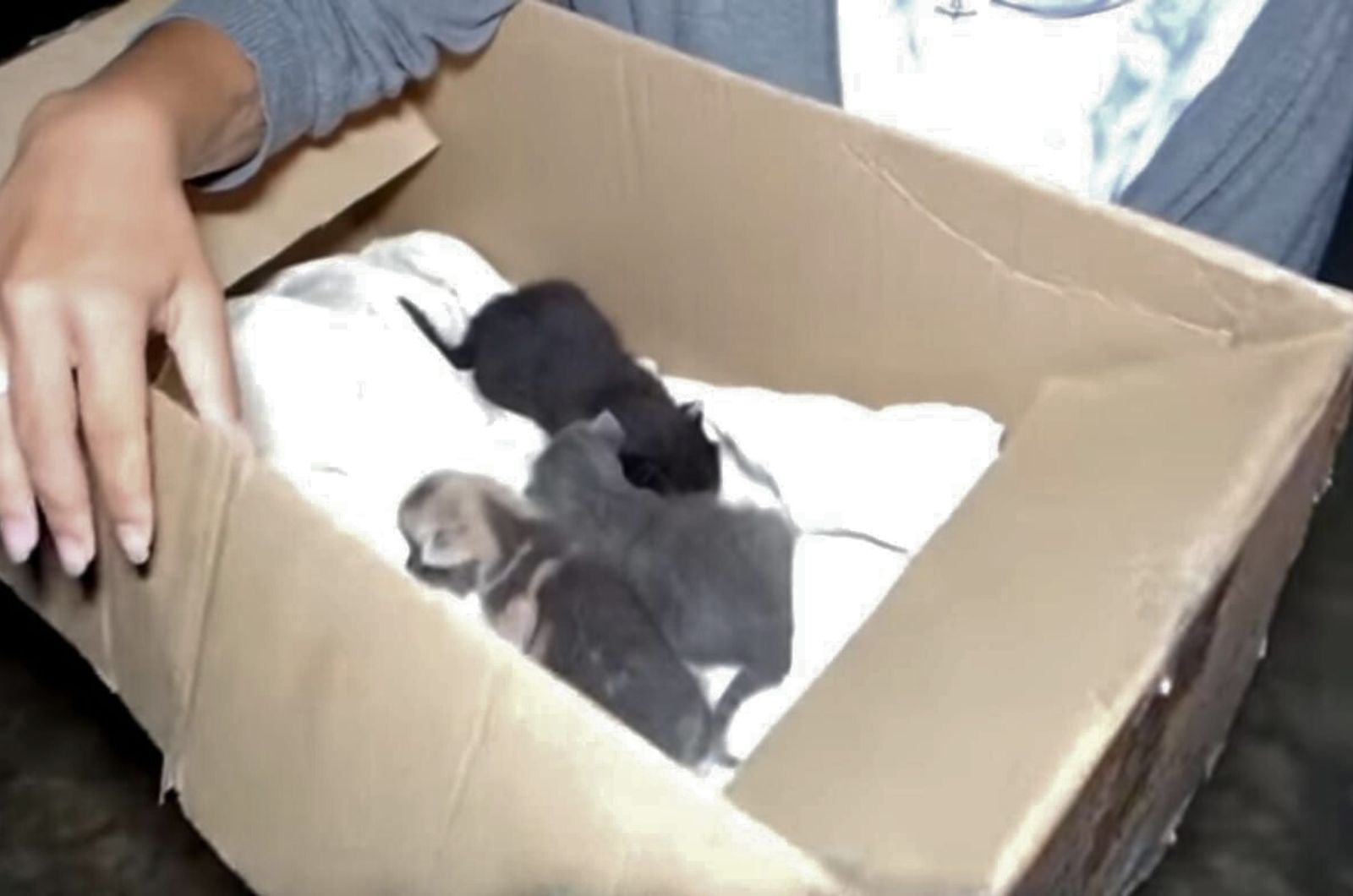 kittens in a box