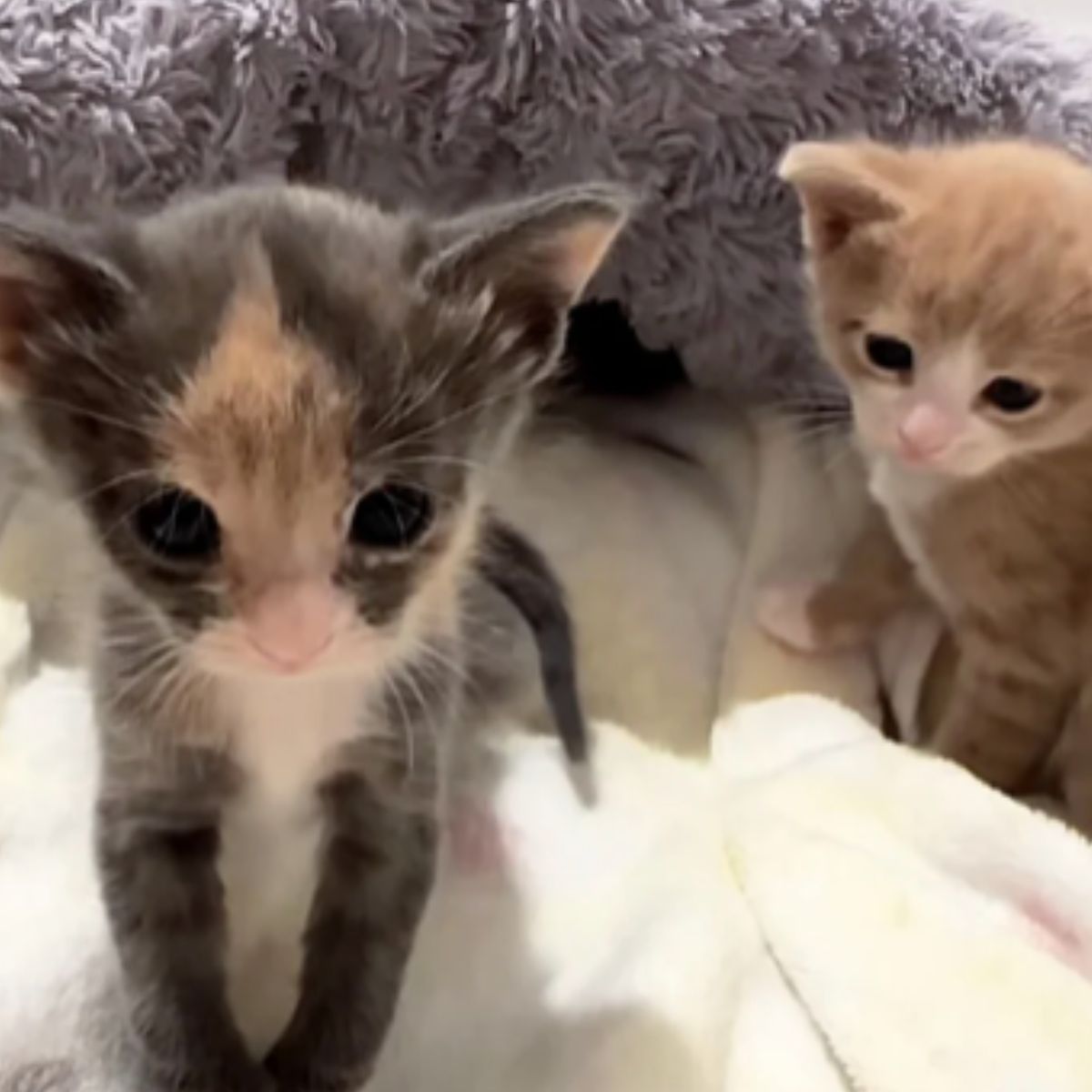 kittens in bed