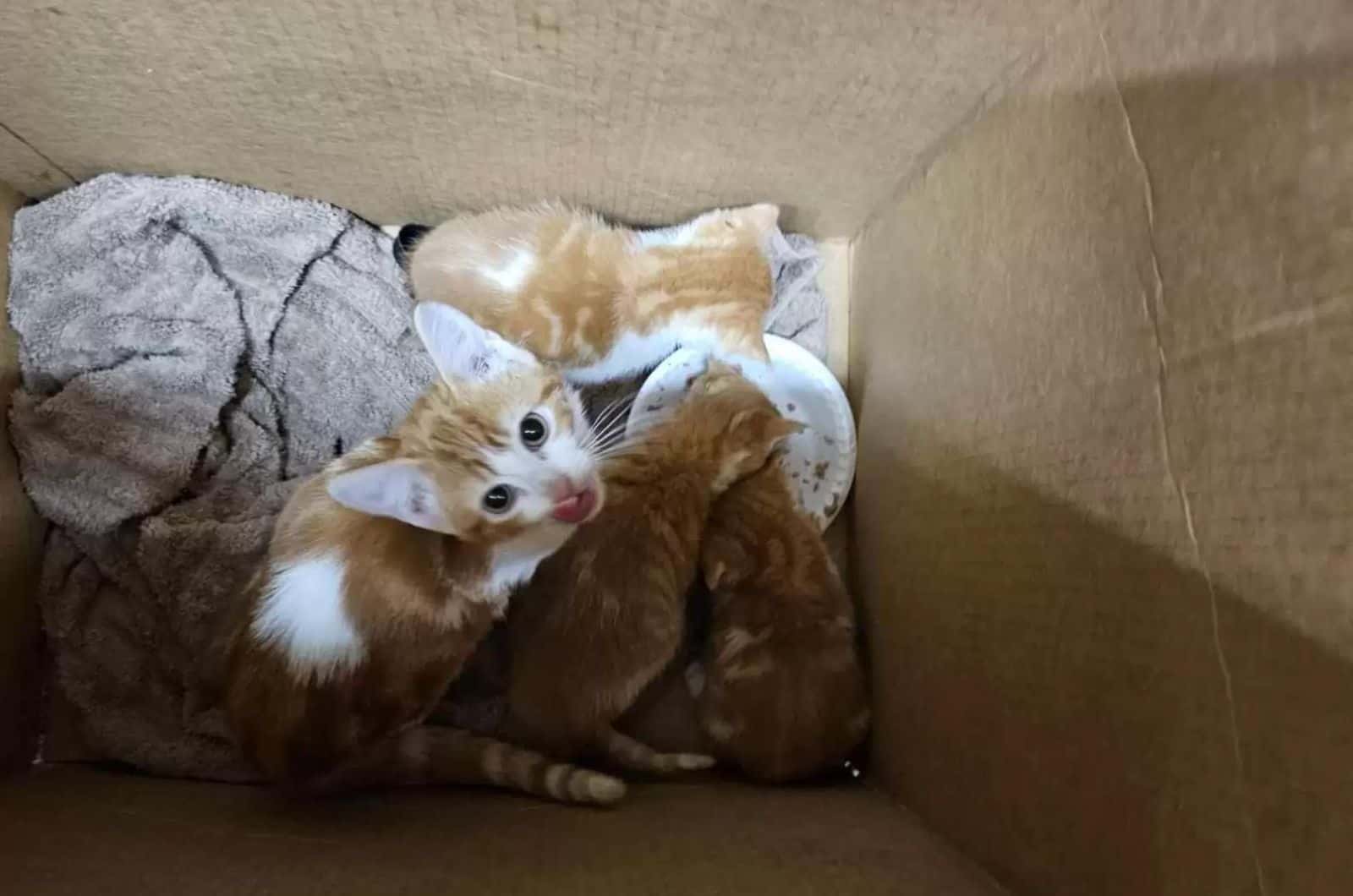 kittens in the box