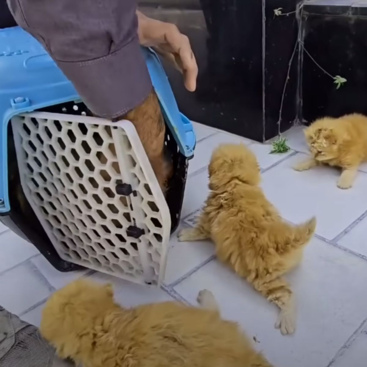 kittens next to a kennel