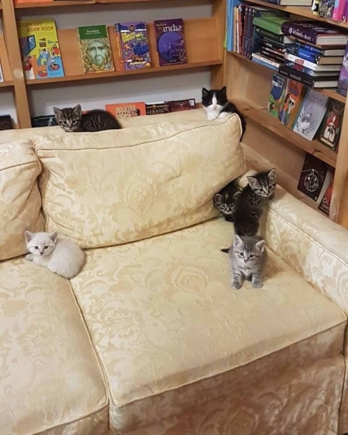 kittens on a white couch in bookstore