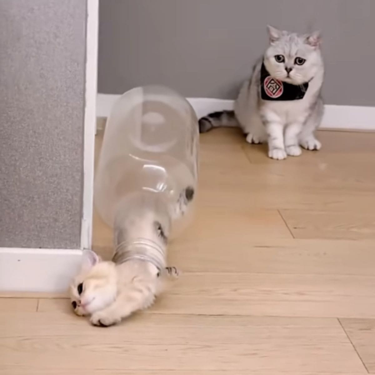 kittens playing with bottle