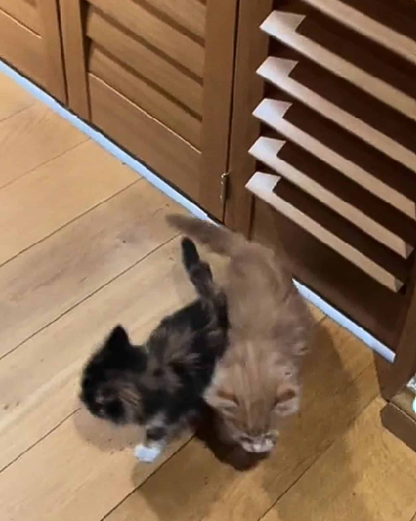 kittens running after passing shutters