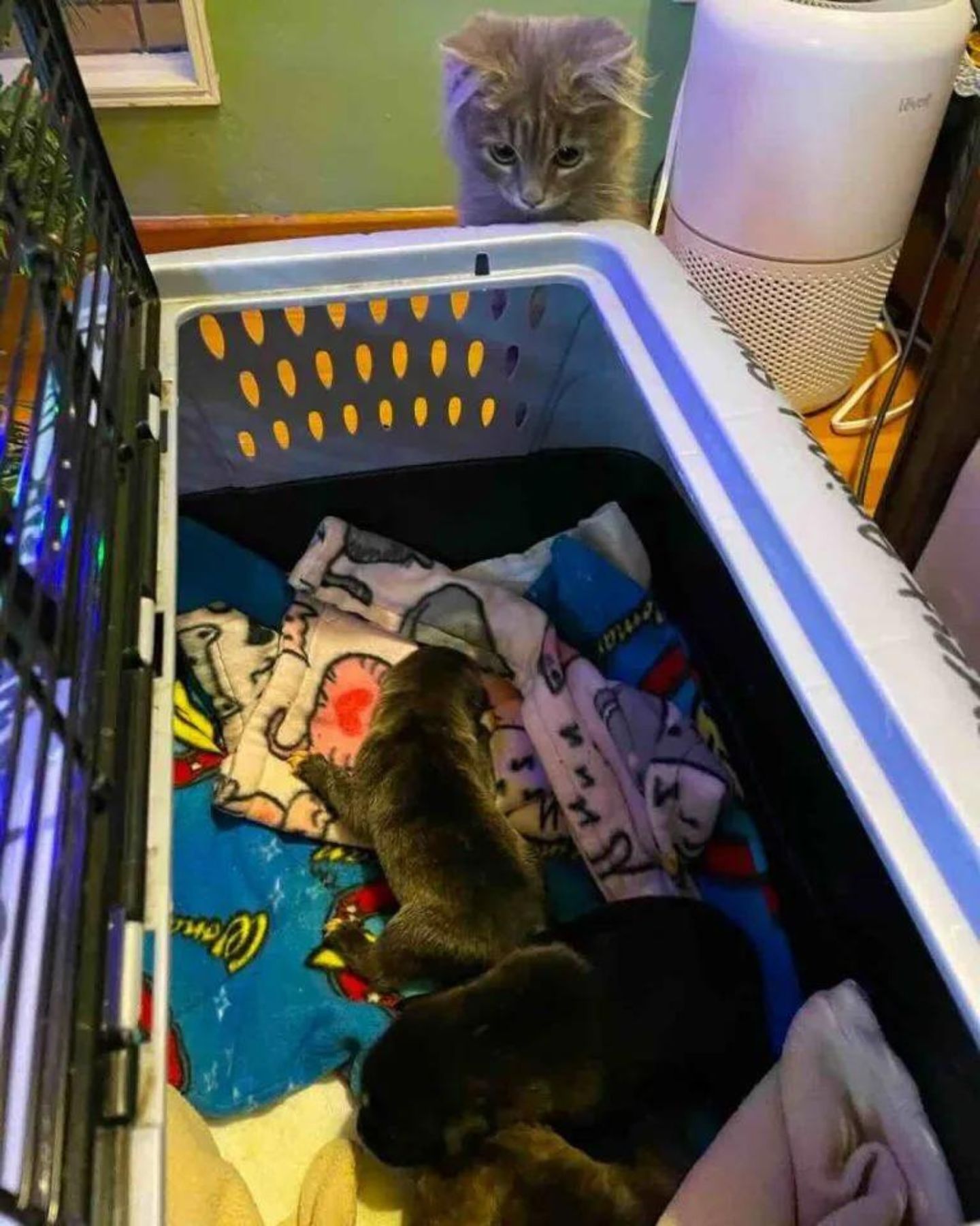 kitty in a clothes basket